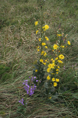 Crepis pannonica