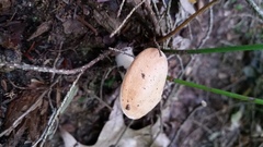 Hydnum cuspidatum