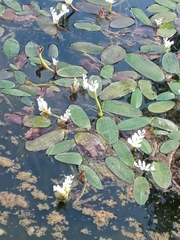 Aponogeton distachyos