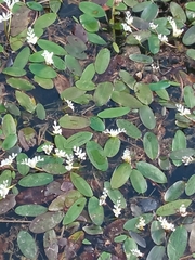 Aponogeton distachyos