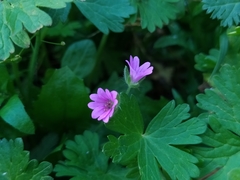 Geranium molle