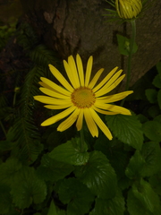 Doronicum caucasicum