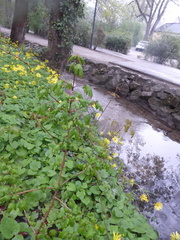 Doronicum caucasicum