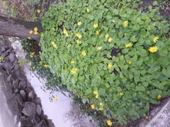Doronicum caucasicum