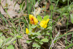 Chamaecytisus hirsutus