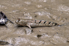 Boleophthalmus boddarti