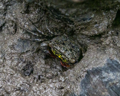 Parasesarma eumolpe
