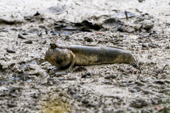 Periophthalmodon schlosseri