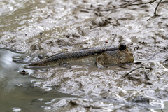 Periophthalmodon schlosseri