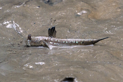 Boleophthalmus boddarti