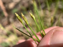 Trichophorum planifolium
