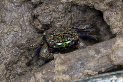 Parasesarma eumolpe