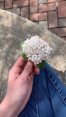 Viburnum carlesii