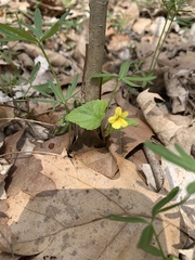 Viola eriocarpa