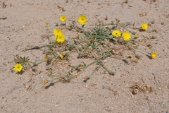 Launaea capitata