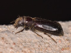 Melalgus plicatus