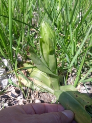 Himantoglossum hircinum