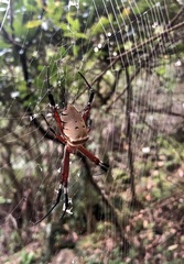 Argiope ocula