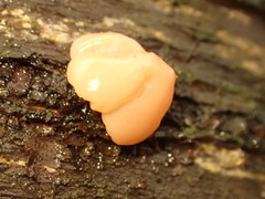 Ditangium cerasi