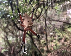 Argiope ocula
