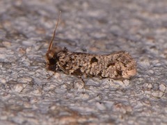 Amydria margoriella