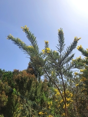 Genista canariensis image