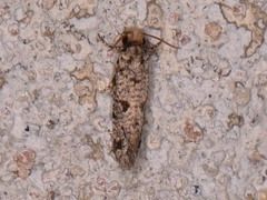 Amydria margoriella