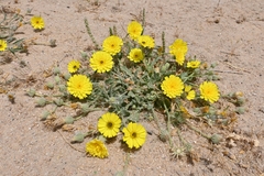 Launaea capitata