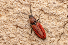 Anostirus purpureus