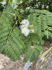 Enterolobium contortisiliquum