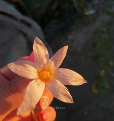 Crocus ochroleucus