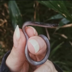 Carphophis