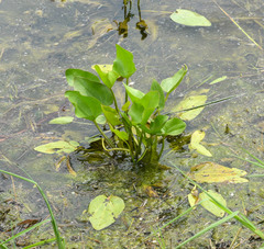 Echinodorus berteroi