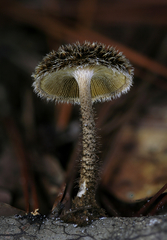 Lentinus berteroi