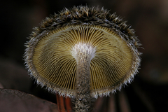 Lentinus berteroi