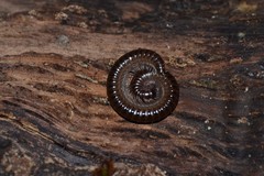 Tachypodoiulus niger