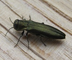 Agrilus sulcicollis