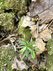 Galium uniflorum