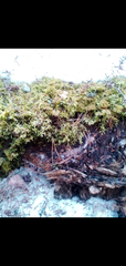 Bryophyta
