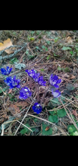 Hepatica nobilis