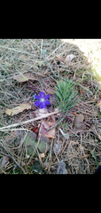 Hepatica nobilis