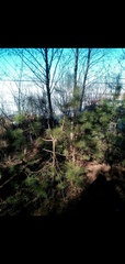 Pinus sylvestris