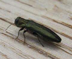 Agrilus sulcicollis