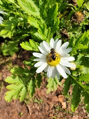 Argyranthemum broussonetii