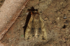 Lithophane hemina