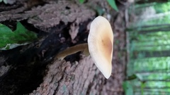 Agrocybe acericola