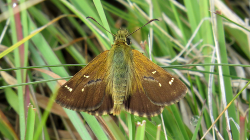 Anisynta dominula