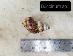 Buccinum
