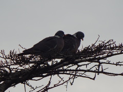 Columba palumbus