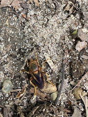 Teuchocnemis bacuntius